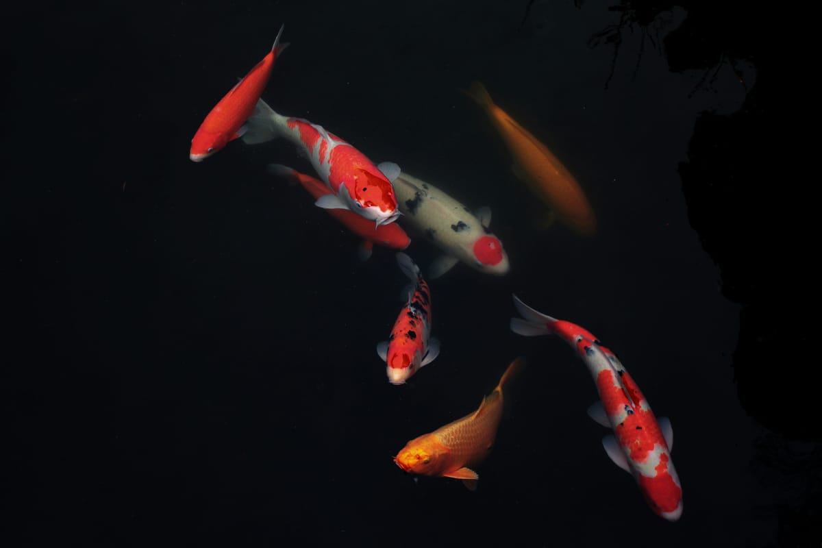 Lessons from a Koi Farm